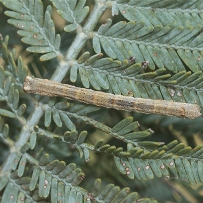 Geometridae (family) IMMATURE (Unidentified IMMATURE Geometer moths) at Higgins, ACT - 20 Aug 2024 by AlisonMilton