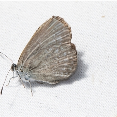 Zizina otis (Common Grass-Blue) at Higgins, ACT - 4 Nov 2024 by AlisonMilton