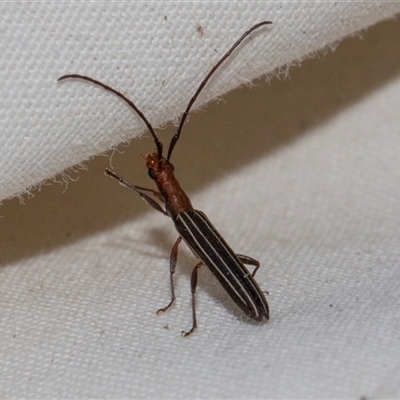 Syllitus rectus (Longhorn beetle) at Higgins, ACT - 5 Nov 2024 by AlisonMilton