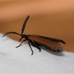 Porrostoma rhipidium (Long-nosed Lycid (Net-winged) beetle) at Higgins, ACT - 5 Nov 2024 by AlisonMilton