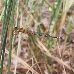 Xanthagrion erythroneurum (Red & Blue Damsel) at Gunning, NSW - 5 Nov 2024 by clarehoneydove