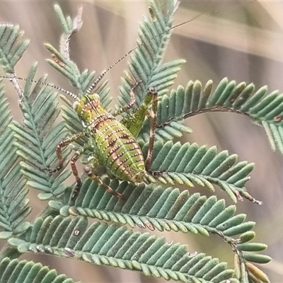 Unidentified Katydid (Tettigoniidae) at Bungendore, NSW - 4 Nov 2024 by clarehoneydove