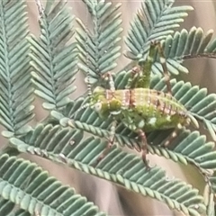 Ephippitytha trigintiduoguttata at Bungendore, NSW - suppressed