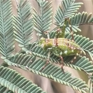 Ephippitytha trigintiduoguttata at Bungendore, NSW - suppressed