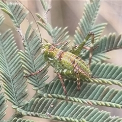 Ephippitytha trigintiduoguttata at Bungendore, NSW - 5 Nov 2024