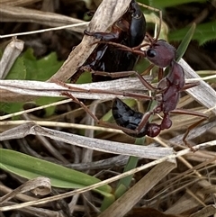 Myrmecia simillima (A Bull Ant) at Mitchell, ACT - 5 Nov 2024 by SteveBorkowskis