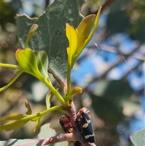 Eurymeloides pulchra at Gunning, NSW - 5 Nov 2024