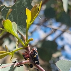 Eurymeloides pulchra at Gunning, NSW - 5 Nov 2024