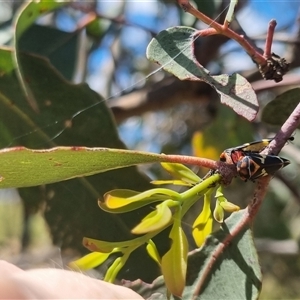 Eurymeloides pulchra at Gunning, NSW - 5 Nov 2024