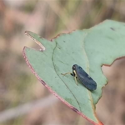 Neotartessus flavipes (A leafhopper) at Bungendore, NSW - 4 Nov 2024 by clarehoneydove