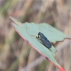 Neotartessus flavipes at Bungendore, NSW - 5 Nov 2024