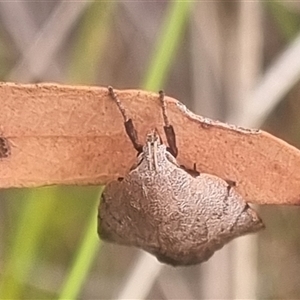 Tortricopsis pyroptis at Bungendore, NSW - suppressed