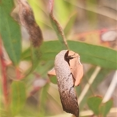 Tortricopsis pyroptis at Bungendore, NSW - suppressed