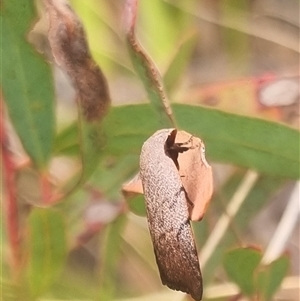 Tortricopsis pyroptis at Bungendore, NSW - suppressed