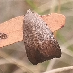 Tortricopsis pyroptis at Bungendore, NSW - suppressed