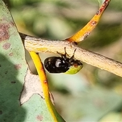 Chaetophyes compacta (Tube spittlebug) at Bungendore, NSW - 4 Nov 2024 by clarehoneydove