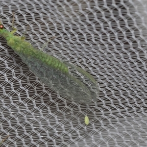 Apertochrysa edwardsi at Higgins, ACT - 4 Nov 2024 08:34 AM