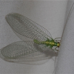 Apertochrysa edwardsi at Higgins, ACT - 4 Nov 2024