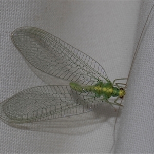 Apertochrysa edwardsi at Higgins, ACT - 4 Nov 2024 08:34 AM