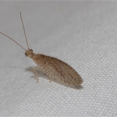 Micromus tasmaniae (Tasmanian Brown Lacewing) at Higgins, ACT - 4 Nov 2024 by AlisonMilton