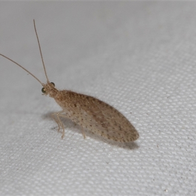 Micromus tasmaniae (Tasmanian Brown Lacewing) at Higgins, ACT - 3 Nov 2024 by AlisonMilton