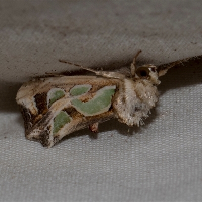 Cosmodes elegans (Green Blotched Moth) at Higgins, ACT - 4 Nov 2024 by AlisonMilton