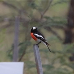 Petroica boodang (Scarlet Robin) at Uriarra Village, ACT - 31 Oct 2024 by HappyWanderer