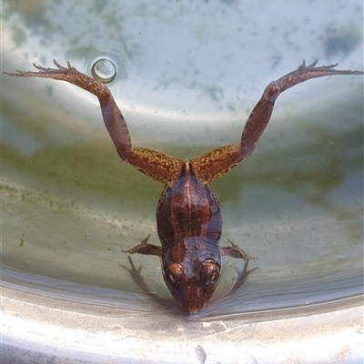 Limnodynastes peronii (Brown-striped Frog) at Shark Creek, NSW - 4 Nov 2024 by Topwood