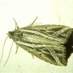 Lophotoma diagrapha (Double-line Snout Moth) at Belconnen, ACT - 4 Nov 2024 by JohnGiacon