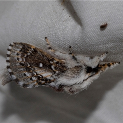 Porela delineata (Lined Porela) at Higgins, ACT - 3 Nov 2024 by AlisonMilton