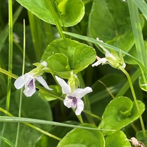 Viola caleyana at Braidwood, NSW - 31 Oct 2024