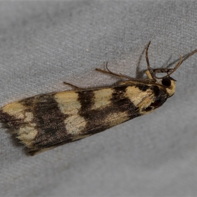 Termessa gratiosa (Termessa gratiosa) at Higgins, ACT - 3 Nov 2024 by AlisonMilton