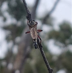 Asilinae sp. (subfamily) (Unidentified asiline Robberfly) at Bungendore, NSW - 4 Nov 2024 by clarehoneydove