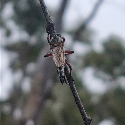 Asilinae sp. (subfamily) (Unidentified asiline Robberfly) at Bungendore, NSW - 4 Nov 2024 by clarehoneydove