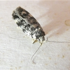 Barea zygophora (Concealer Moth) at Belconnen, ACT - 4 Nov 2024 by JohnGiacon