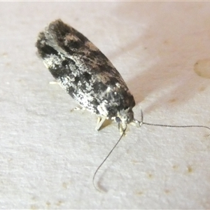 Barea zygophora at Belconnen, ACT - 4 Nov 2024 07:52 PM