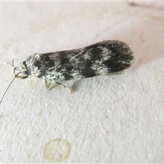 Barea zygophora at Belconnen, ACT - 4 Nov 2024 07:52 PM