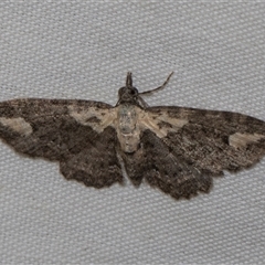 Chloroclystis filata (Filata Moth, Australian Pug Moth) at Higgins, ACT - 3 Nov 2024 by AlisonMilton