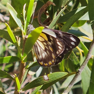 Belenois java at Fyshwick, ACT - 5 Nov 2024