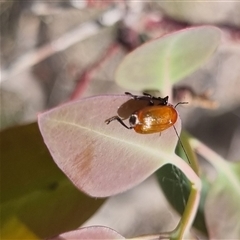 Aporocera sp. (genus) at Gunning, NSW - 5 Nov 2024 by clarehoneydove