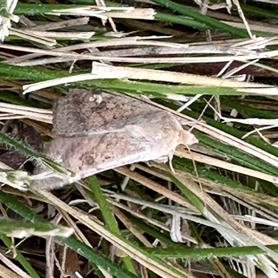 Heliothis punctifera at Aranda, ACT - 4 Nov 2024 by KMcCue