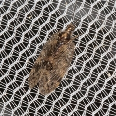 Hemerobiidae sp. (family) (Unidentified brown lacewing) at Higgins, ACT - 4 Nov 2024 by AlisonMilton