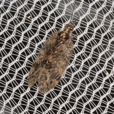 Hemerobiidae sp. (family) (Unidentified brown lacewing) at Higgins, ACT - 4 Nov 2024 by AlisonMilton