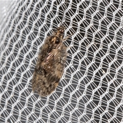 Hemerobiidae sp. (family) at Higgins, ACT - 4 Nov 2024