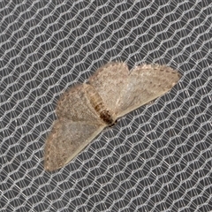 Idaea costaria (White-edged Wave) at Higgins, ACT - 3 Nov 2024 by AlisonMilton