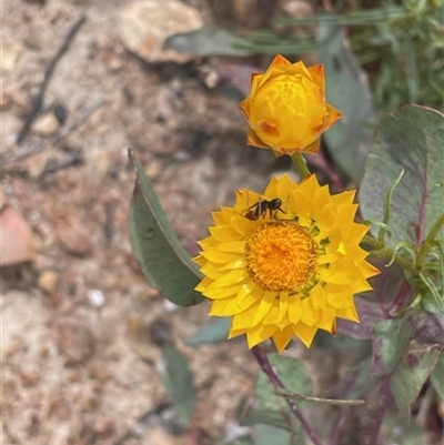 Xerochrysum viscosum (Sticky Everlasting) at Pialligo, ACT - 5 Nov 2024 by LMS