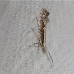 Plutella xylostella (Diamondback Moth) at Higgins, ACT - 4 Nov 2024 by AlisonMilton