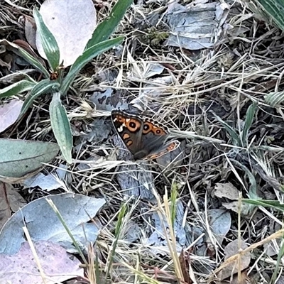 Junonia villida (Meadow Argus) at Aranda, ACT - 5 Nov 2024 by KMcCue