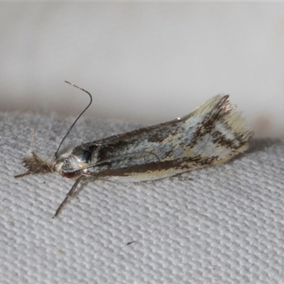 Thema macroscia (A concealer moth) at Higgins, ACT - 4 Nov 2024 by AlisonMilton