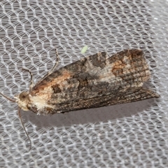 Cryptoptila (genus) (A Totricid moth (Tortricini)) at Higgins, ACT - 3 Nov 2024 by AlisonMilton